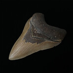 4.83" Sharp High Quality Megalodon Tooth