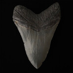 5.11" High Quality Serrated Megalodon Tooth