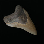4.83" Sharp High Quality Megalodon Tooth