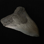5.11" High Quality Serrated Megalodon Tooth
