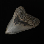 4.79" High Quality Serrated Megalodon Tooth