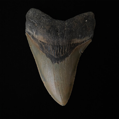 4.77" Colorful Serrated Megalodon Tooth