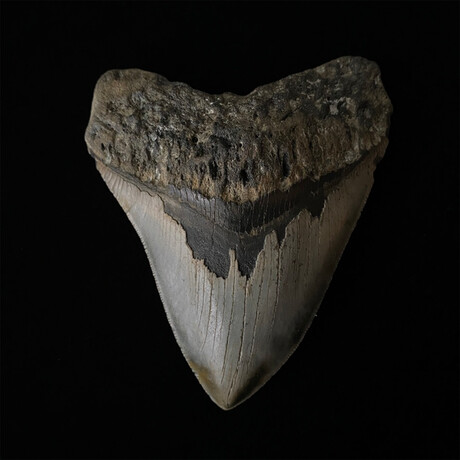 4.79" High Quality Serrated Megalodon Tooth
