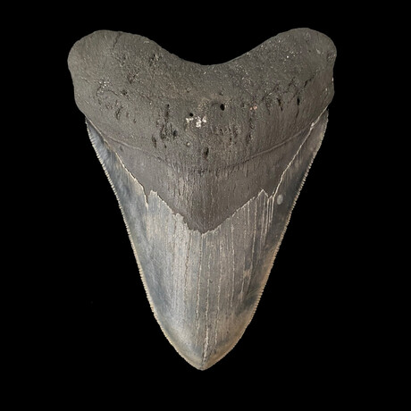 5.30" Jet Black Serrated Megalodon Tooth