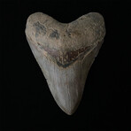 4.59" Beautifully Colored Megalodon Tooth