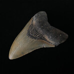 4.77" Colorful Serrated Megalodon Tooth