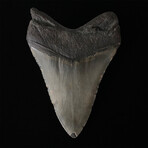 5.12" Serrated Megalodon Tooth