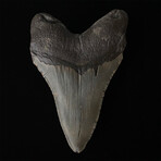 5.50" Slender Lower Megalodon Tooth