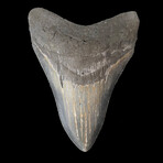 5.84" Massive Serrated Megalodon Tooth