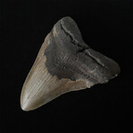 4.82" Serrated Megalodon Tooth