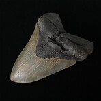 5.31" High Quality Serrated Megalodon Tooth