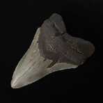 5.50" Slender Lower Megalodon Tooth