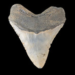 5.28" Super Wide Unique Megalodon Tooth