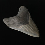 5.33" High Quality Serrated Megalodon tooth