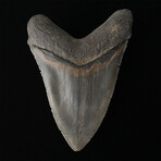 5.51" High Quality Serrated Megalodon Tooth