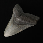 5.27" Serrated Megalodon Tooth