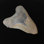 5.47" High Quality Serrated Megalodon Tooth
