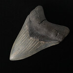 5.33" High Quality Serrated Megalodon tooth