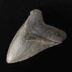 5.51" High Quality Serrated Megalodon Tooth