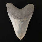 5.30" Jet Black Serrated Megalodon Tooth
