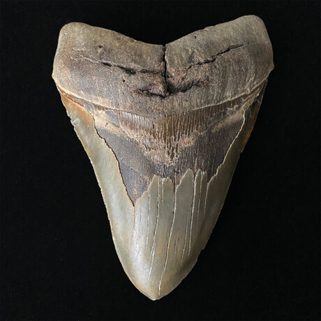 5.99" Massive Serrated Megalodon Tooth