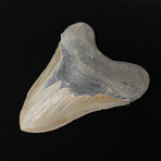 5.47" High Quality Serrated Megalodon Tooth