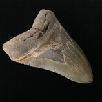 5.99" Massive Serrated Megalodon Tooth