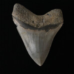 4.79" High Quality Serrated Megalodon Tooth