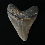 5.01" Wide Serrated Megalodon Tooth
