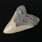 5.43" High Quality Serrated Megalodon Tooth