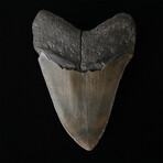 5.31" High Quality Serrated Megalodon Tooth