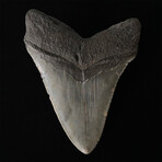 5.27" Serrated Megalodon Tooth