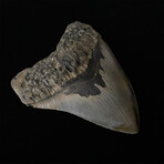 4.79" High Quality Serrated Megalodon Tooth