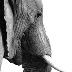 Elephant Portrait (10"H x 8"W x 0.75"D)