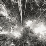 Bamboo Forest (8"H x 12"W x 0.75"D)