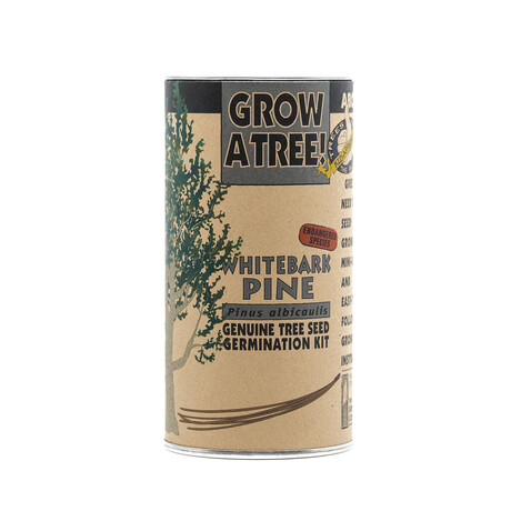 Whitebark Pine // Seed Grow Kit