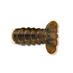 Wild Lobster Tails // Set of 4 // 6-7 oz Each