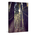 Redwoods Hike Print on Wrapped Canvas (8"W x 12"H x 1.5"D)