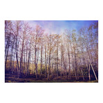 Forest Of Trees Print on Wrapped Canvas (12"W x 8"H x 1.5"D)