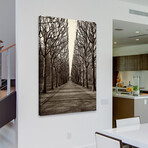 Tree Alley Print on Wrapped Canvas (8"W x 12"H x 1.5"D)