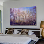 Forest Of Trees Print on Wrapped Canvas (12"W x 8"H x 1.5"D)