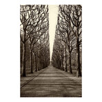 Tree Alley Print on Wrapped Canvas (8"W x 12"H x 1.5"D)