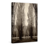 Tree Pair Print on Wrapped Canvas (8"W x 12"H x 1.5"D)