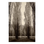 Tree Pair Print on Wrapped Canvas (8"W x 12"H x 1.5"D)