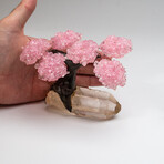 The Tree of Light // Genuine Rose Quartz Clustered Gemstone Tree on Clear Quartz Crystal Matrix // Small