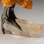 The Joyful Tree // Medium Genuine Citrine Clustered Gemstone Tree on Clear Quartz Crystal Matrix