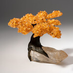 The Joyful Tree // Medium Genuine Citrine Clustered Gemstone Tree on Clear Quartz Crystal Matrix