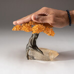 The Joyful Tree // Medium Genuine Citrine Clustered Gemstone Tree on Clear Quartz Crystal Matrix