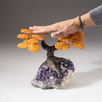 The Money Tree // Custom Citrine Clustered Gemstone Tree on Amethyst Matrix // V2