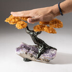 The Money Tree // Custom Genuine Citrine Clustered Gemstone Tree on Amethyst Matrix